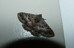 Eudesmeola lawsoni