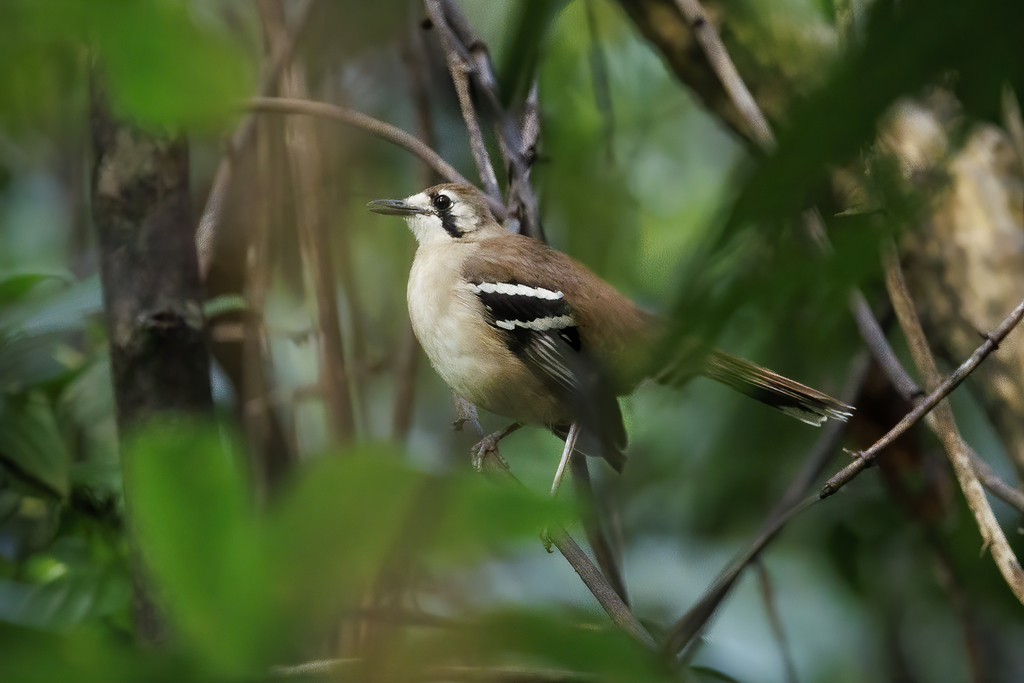 Northern Scrub-Robin