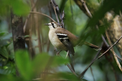 Northern Scrub-Robin photo 1