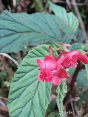 Begonia urticae