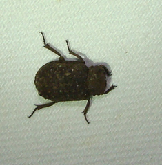 Trogidae