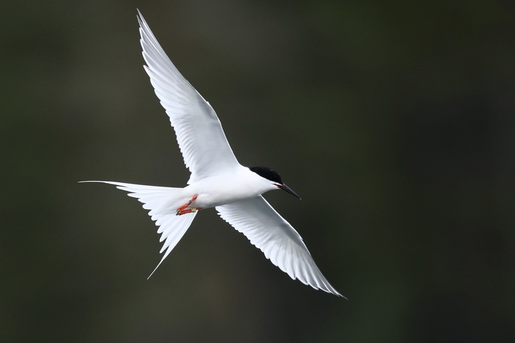 Roseate Tern