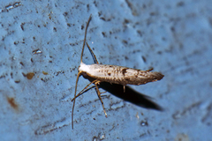 Argyresthia