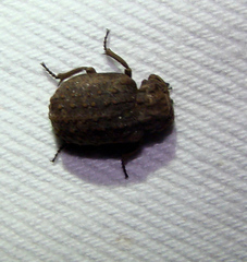 Trogidae