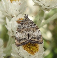 Choreutis diana