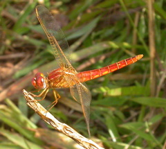 Crocothemis