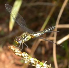 Diplacodes lefebvrii