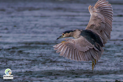 Nycticorax nycticorax