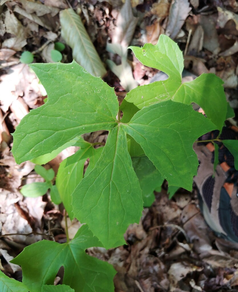 tall rattlesnake root from Dekalb County, GA, USA on June 29, 2023 at