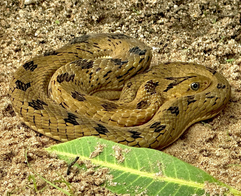 Spotted Night Adder