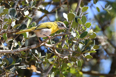 Yellow-Breasted Apalis photo 3