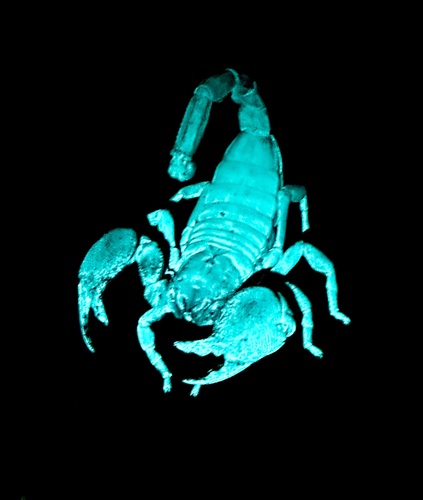 Common Emperor Scorpion