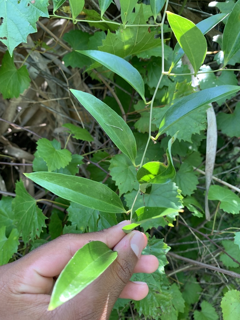 Briers Definition greenbriers in June 2023 by Nikhil Reddy · iNaturalist