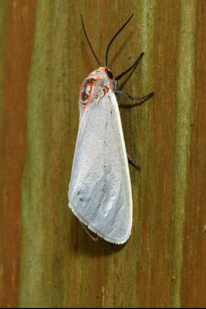 Sprague's Pygarctica