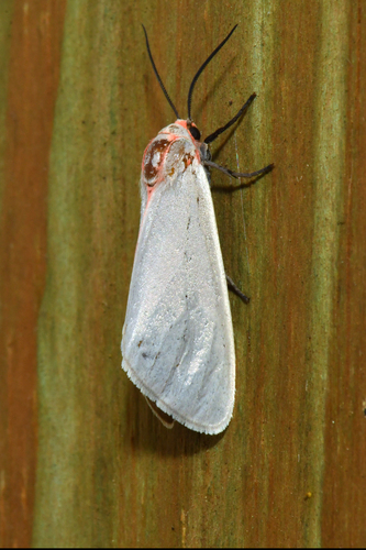 Sprague's Pygarctica