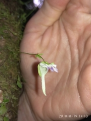 Utricularia jamesoniana
