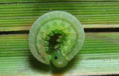 Tenthredopsis friesei