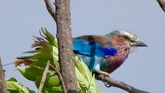 Coracias caudatus