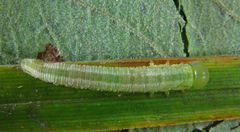 Tenthredopsis friesei