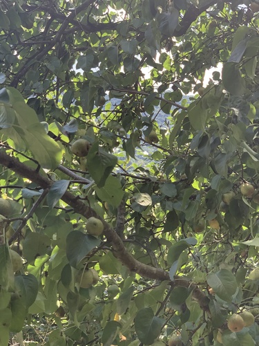 Pyrus pyrifolia