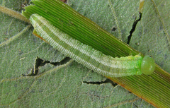 Tenthredopsis friesei