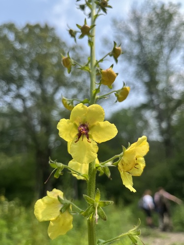 Photograph of Moth mullein