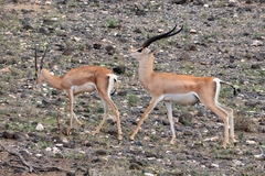Grant's Gazelle photo 2
