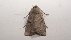 Apterogenum ypsillon