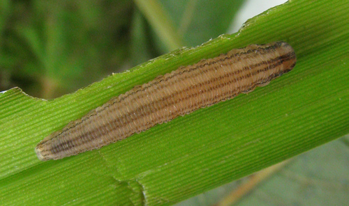 12-spot Strider, photo 4 of 10