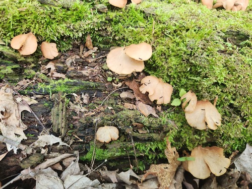 Crepidotus applanatus