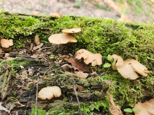 Crepidotus applanatus (Photo 2 of 4)