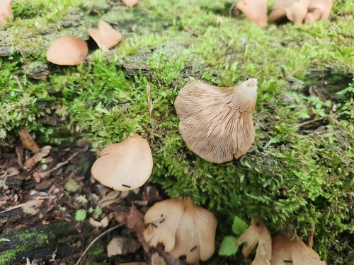 Crepidotus applanatus (Photo 3 of 4)