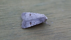 Caradrina kadenii