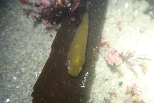 Kelp-zuigvis (Rimicola muscarum) — Gobiesocidae — 5