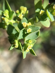 Euphorbia mesembryanthemifolia image