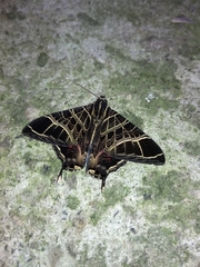 Coronidia canace