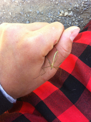 Apterobittacus apterus