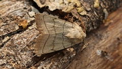 Charanyca trigrammica