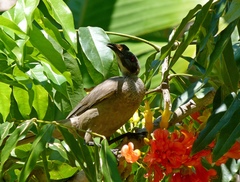 Philemon buceroides