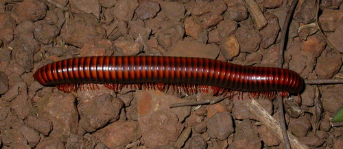 Aphistogoniulus jeekeli