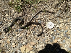 Atractus