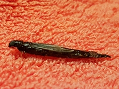 Lymexyloidea