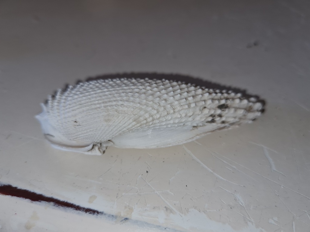 Cyrtopleura angelicalis