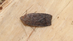 Conistra ligula