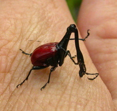 Trachelophorus giraffa