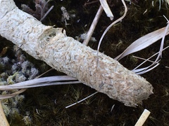 Porphyrio hochstetteri