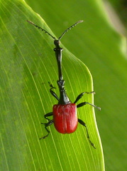 Trachelophorus giraffa
