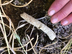 Porphyrio hochstetteri