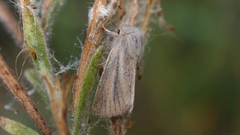 Denticucullus pygmina