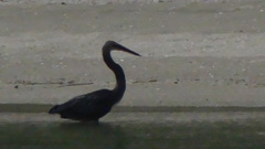 Ardea sumatrana